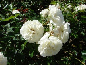 WHITE MEIDILAND (Ground cover)